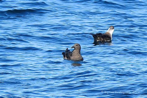 South Polar Skua Big Year Birding