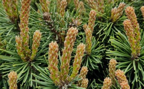 Pruning Pine Trees Plant Addicts