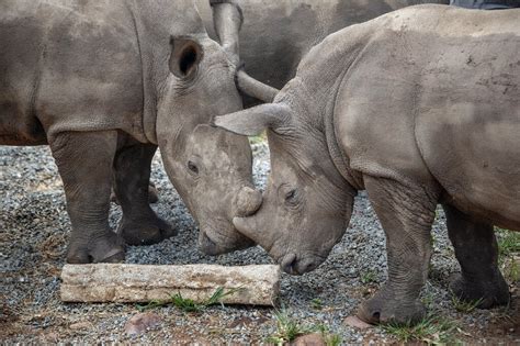 Radioactive Rhino Horns May Deter Poachers In S Africa