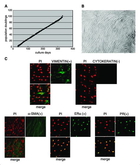 Generation Of A Uterine Smooth Muscle Cell Line Retaining The Phenotype