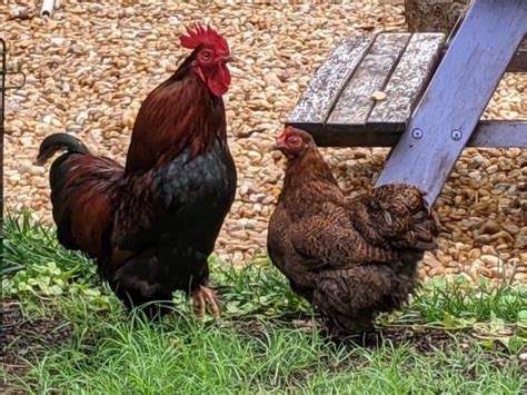 How To Protect Chickens From Hawks And Other Predators Cooped Up Life