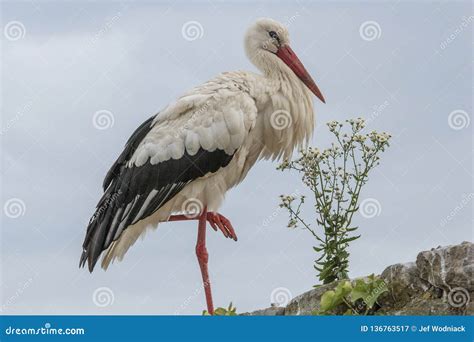 Stork In The Ecomuseum Of Mulhouse In Alsace Stock Image Image Of