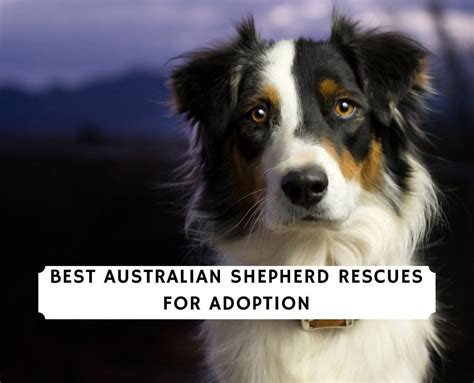 6 Best Australian Shepherd Rescues For Adoption!