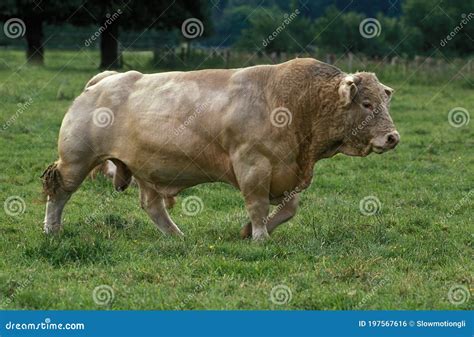 French Domestic Cattle, Blonde D`Aquitaine, Bull Stock Photo - Image of ...