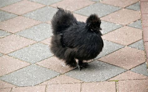 10 Bantam Chicken Breeds (With Pictures) - LearnPoultry