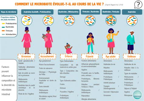 Infographie Comment Le Microbiote évolue T Il Au Cours De La Vie