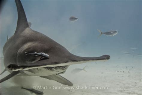 Shark Diver : Shark Diving : Swimming With Sharks: Hammerhead shark attacking diver?