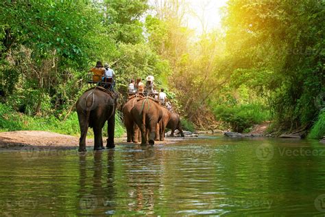 Group Tourists To Ride On Elephant In Forest Chiang Mai Northern