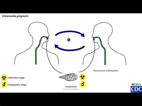 Entamoeba Gingivalis Life Cycle