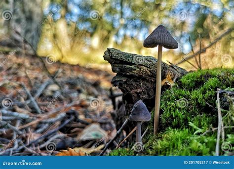 Closeup Of A Mycena Aetites Mushrooms In A Forest Covered In Dried