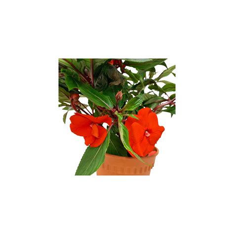 New Guinea Impatiens (Sun Impatiens)