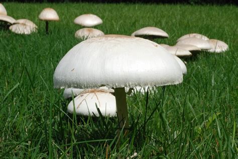 Chlorophyllum molybdites (False Parasol, Green Gill, Green-Spored ...