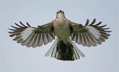 Bird Of The Month Northern Mockingbird Northern Virginia Bird Alliance