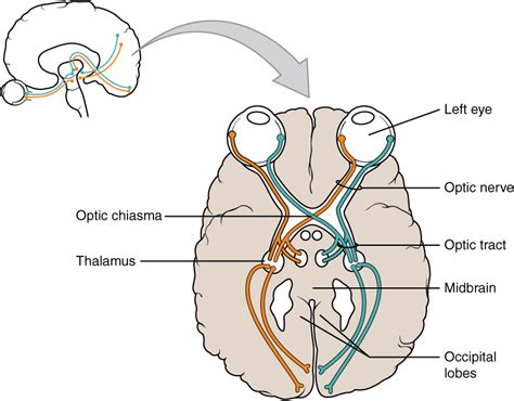 31 Basic Structures And Function Of The Nervous System Medicine