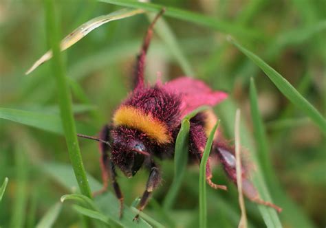 Pink Bumble Bee Flickr Photo Sharing