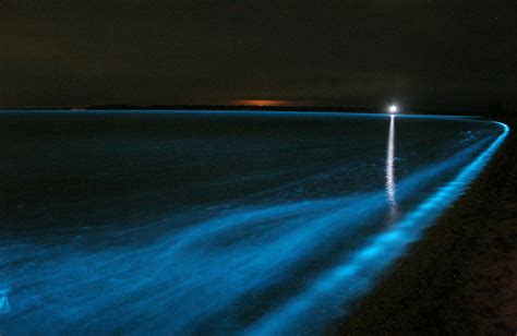 Praias Iluminadas Onde Encontrar O Fen Meno Da Bioluminesc Ncia No