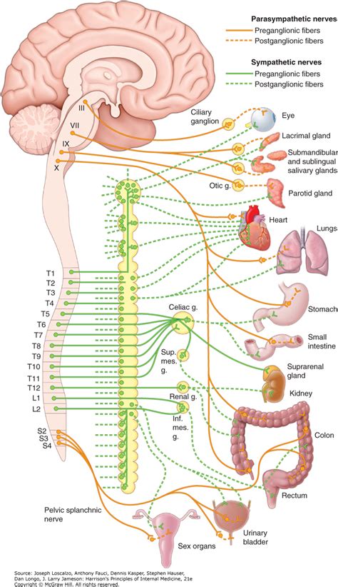 Disorders Of The Autonomic Nervous System Harrison S Principles Of Internal Medicine 21e