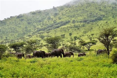 7 Days Exciting Tanzania Safari Wildebeest Migration