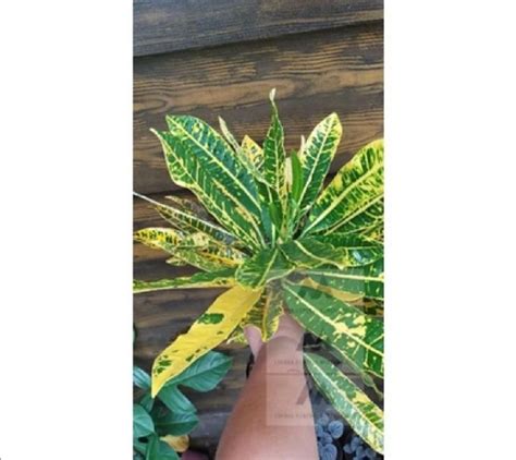 Yellow Petra Croton Codiaeum Variegatum Live Plant Furniture Home