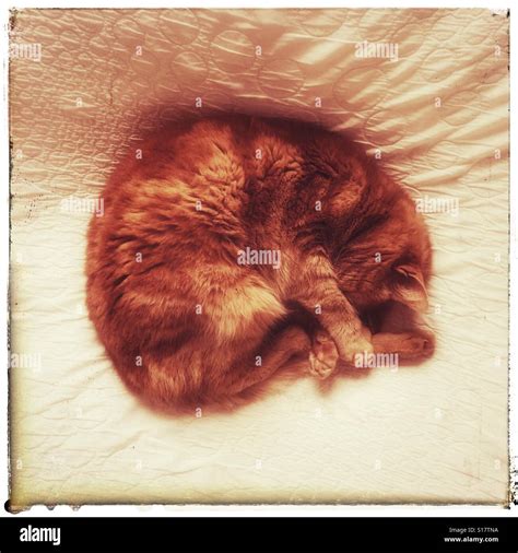 Ginger Cat Curled Up Sleeping On A Bed Stock Photo Alamy