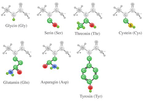 Aufbau Der Proteine Aus Aminos Uren