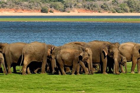 Minneriya Elephant Safari Wth Sigiriya Lion Rock From Colombo Triphobo