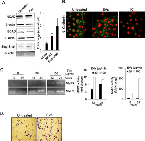 Extracellular Vesicles From Mast Cells Induce Mesenchymal Transition In