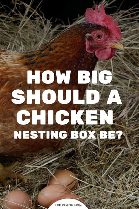 How Big Should A Chicken Nesting Box Be Eco Peanut Chicken Nesting