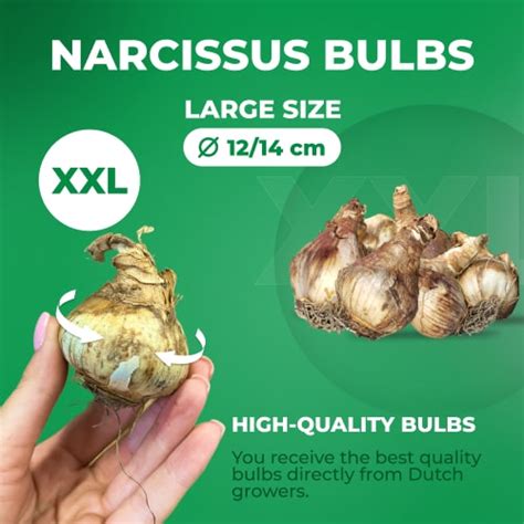 Narcissus Daffodil Budget Collection Order Online In Eu Directly From