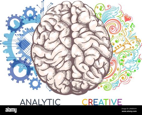 Left And Right Human Brain Functions Stock Vector Image And Art Alamy