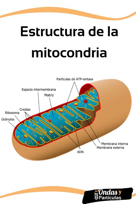 Mapas Mentais Sobre Mitocondria Artofit