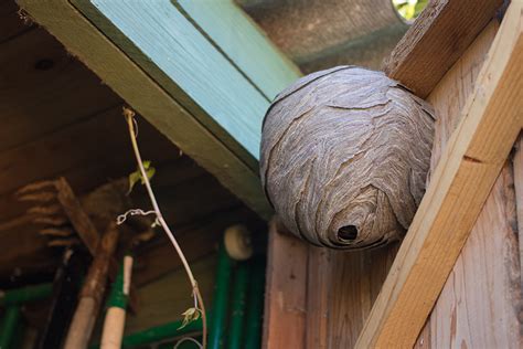 Expert Bee Wasp And Hornet Control Stinging Insect Removal