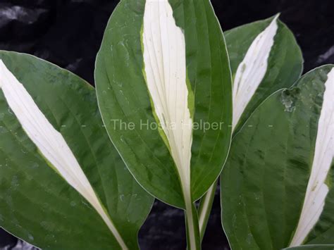 P00 Hosta White Bikini From The Hosta Helper Presented By PlantsGalore