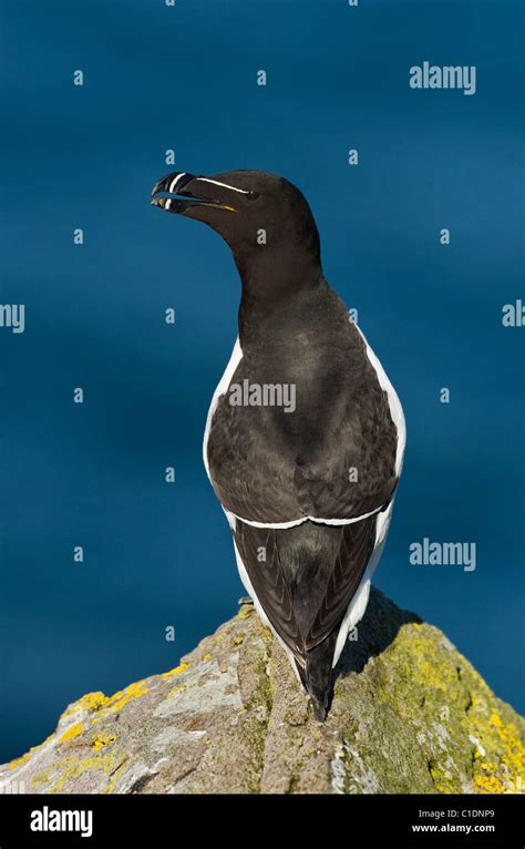 Razorbill Alca Torda Saltee Islands Ireland Stock Photo Alamy