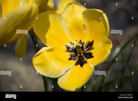 Yellow Petaled Flower Stock Photo Alamy