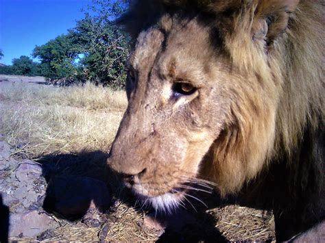 Happy World Lion Day, 2022 – The Lion Rangers