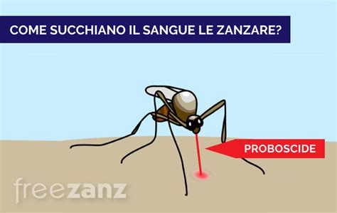 Qual è il ciclo di vita della zanzara? Le differenze tra i due sessi.