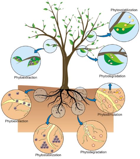 Endophytes For Heavy Metal Bioremediation Ecoevo Tcd