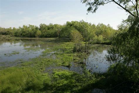 Free picture: refuge, marshland, habitat, numerous