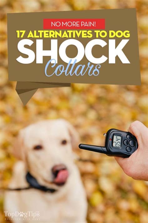 17 Alternatives to Shock Collars for Dogs Based on Science [Infographic]