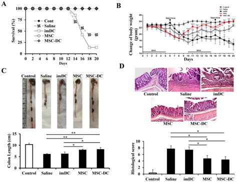 Msc Dcs Ameliorate Dss Induced Chronic Colitis In Mice Saline Or 1×106