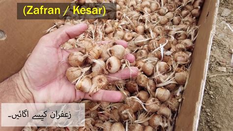 Growing Saffron Zafran Kesar In Garden Happy Plants How To Grow