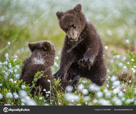 Brown Bear Cubs Playing Forest Sceintific Name Ursus Arctos ⬇ Stock Photo, Image by © SURZet ...