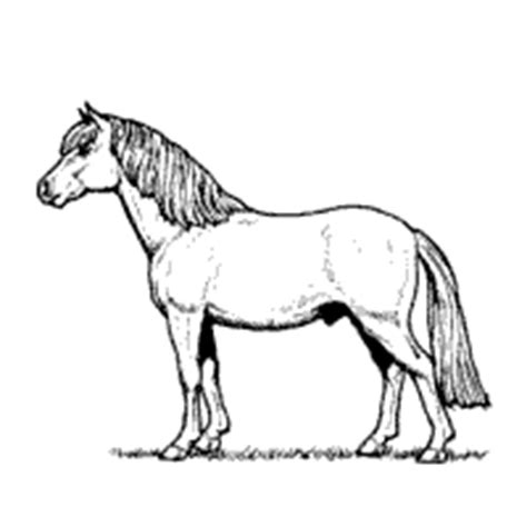 Miniature Horse » Coloring Pages » Surfnetkids