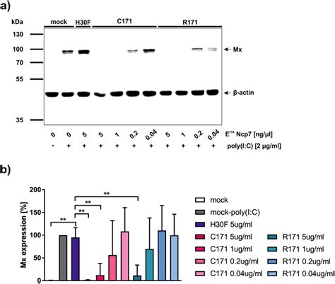 Monomeric E Rns Inhibits Dsrna Induced Ifn Synthesis A Strep Tag