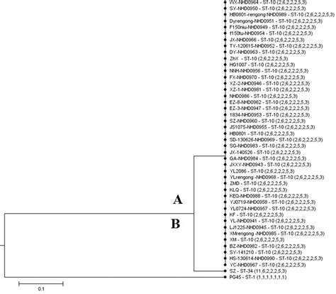 UPGMA Dendrogram Of MLST 1 UPGMA Derived Dendrogram Showing The