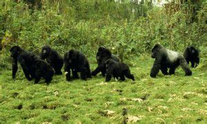 Silverback Gorillas Weight, Strength, Habitat, Facts & Tours