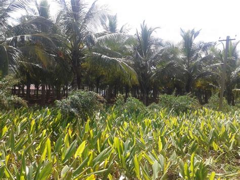 Agricultural Land Farm Land For Sale In Rajakkapatty Dindigul