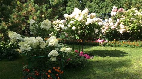 Метельчатая Крупнолистная Гортензия. Освещение Солнцем в течение дня ...