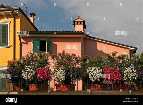 Flower Flowers Plant Flower Arrangements Balcony Gardasee Italy